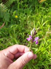 Dactylorhiza elata