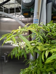 Wrightia religiosa