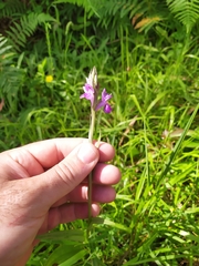Dactylorhiza elata