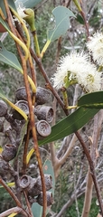 Eucalyptus obstans