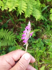 Dactylorhiza elata