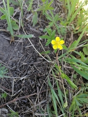 Potentilla flagellaris