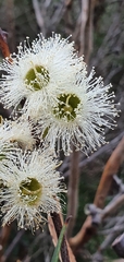 Eucalyptus obstans