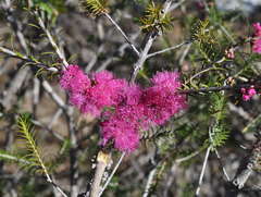 Melaleuca wilsonii