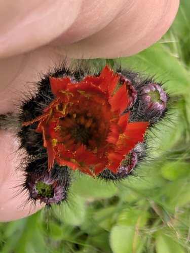 orange hawkweed