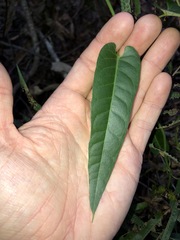 Parsonsia brisbanensis