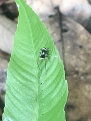 Rhicnogryllus bipunctatus