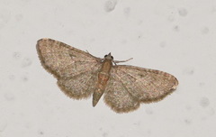 Eupithecia haworthiata