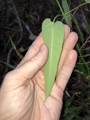 Parsonsia brisbanensis