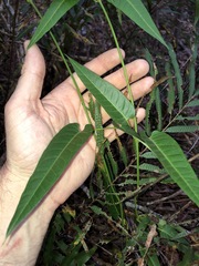 Parsonsia brisbanensis