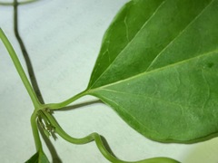 Vincetoxicum paniculatum