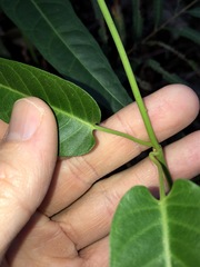 Parsonsia brisbanensis