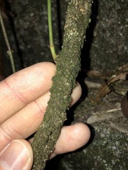 Parsonsia brisbanensis