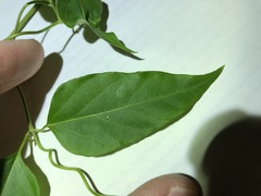 Vincetoxicum paniculatum