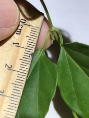 Vincetoxicum paniculatum