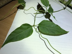 Vincetoxicum paniculatum
