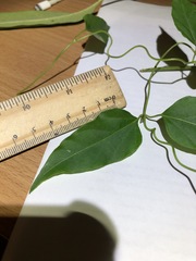 Vincetoxicum paniculatum