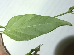Vincetoxicum paniculatum