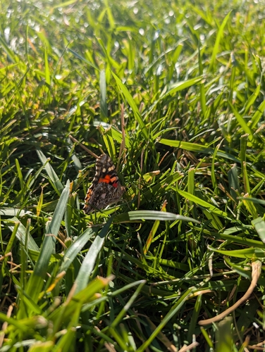 Painted Lady