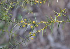 Acacia rupicola