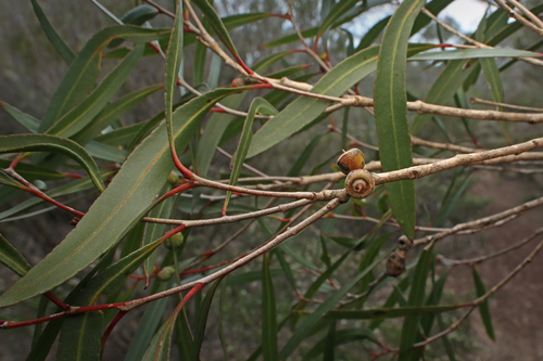 Eucalyptus cneorifolia observed 2026-09-26