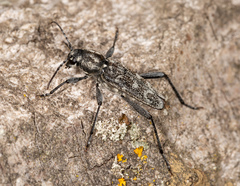 Xylotrechus rusticus