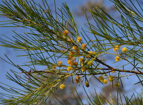 Image of Acacia euthycarpa by (c) Kevin Sparrow, some rights reserved (CC BY)