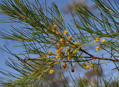 Acacia euthycarpa euthycarpa