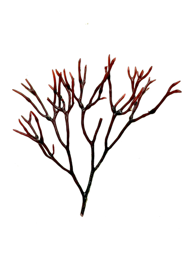Ahnfeltiopsis observed 2026-10-01