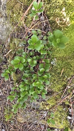 bearberry