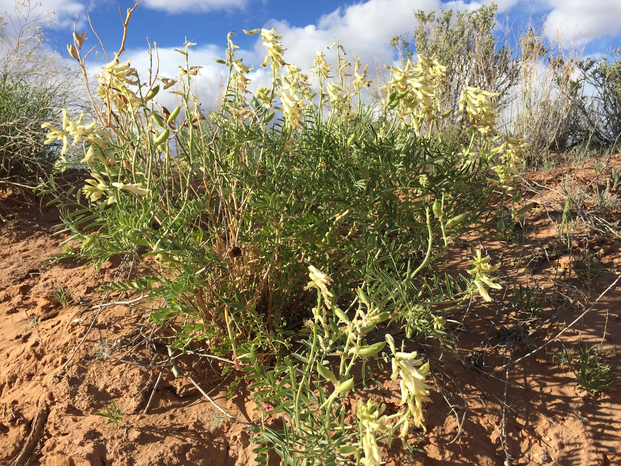 Astragalus praelongus var. ellisiae