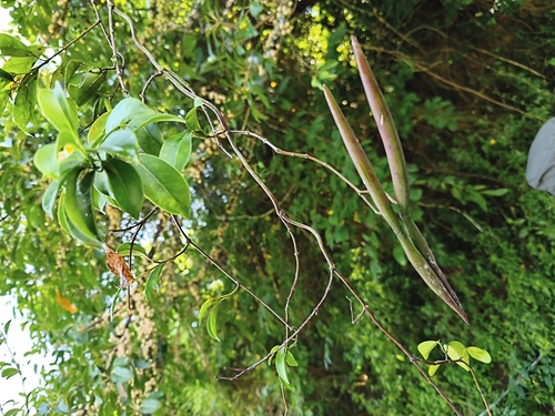 Urceola rosea observed 2026-10-03