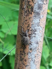 Liophloeus tessulatus