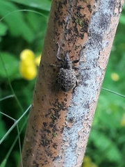 Liophloeus tessulatus