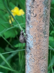 Liophloeus tessulatus