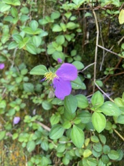 Heterotis buettneriana