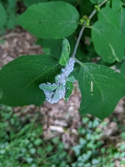 Prociphilus xylostei