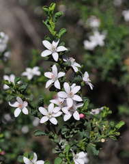 Philotheca verrucosa