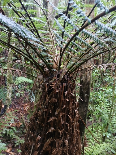 Dicksonia fibrosa observed 2026-10-03