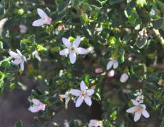 Philotheca verrucosa