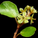 Muehlenbeckia complexa - Photo (c) James Gaither,  זכויות יוצרים חלקיות (CC BY-NC-ND)