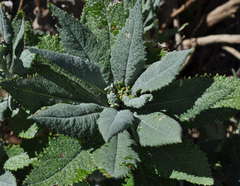 Senecio odoratus