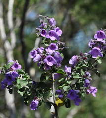 Prostanthera rotundifolia