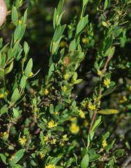 Pimelea hewardiana