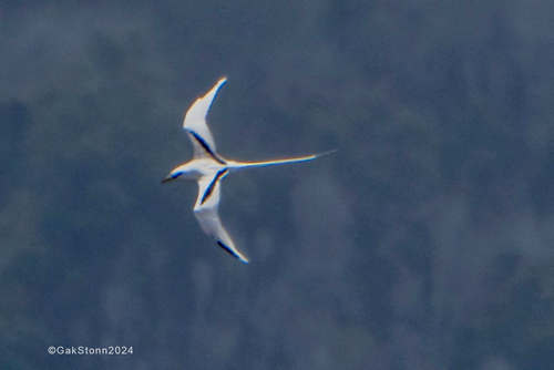 Aves observed 2024-05-24