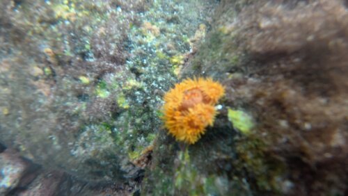 Tubastraea coccinea observed 2026-10-02