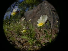 Viola arvensis