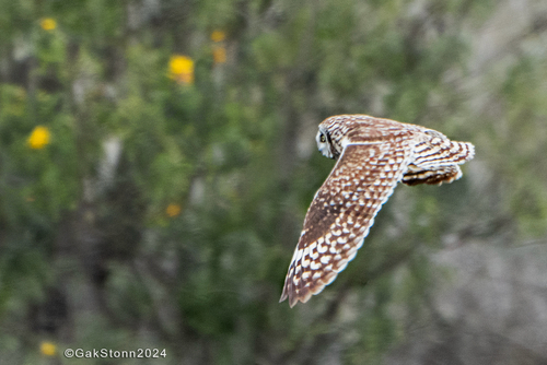 Asio flammeus observed 2024-05-26