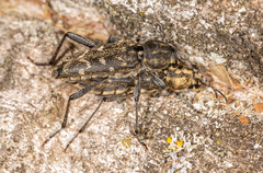 Xylotrechus rusticus