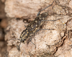 Xylotrechus rusticus